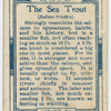 The sea trout (Salmo trutta).