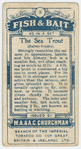 The sea trout (Salmo trutta).