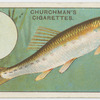 The minnow (Leuciscus phoxinus).