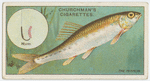 The minnow (Leuciscus phoxinus).