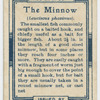 The minnow (Leuciscus phoxinus).