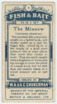 The minnow (Leuciscus phoxinus).