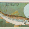 The gudgeon (Gobio fluviatilis).
