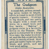 The gudgeon (Gobio fluviatilis).