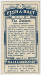 The gudgeon (Gobio fluviatilis).