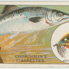 The salmon (Salmo salar).