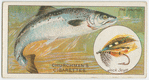 The salmon (Salmo salar).