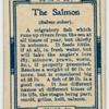 The salmon (Salmo salar).