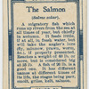 The salmon (Salmo salar).