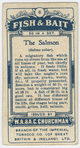 The salmon (Salmo salar).