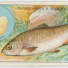 The chub (Leuciscus cephalus).