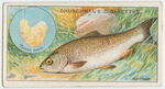 The chub (Leuciscus cephalus).