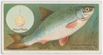 The roach (Leuciscus rutilus).