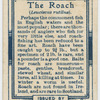 The roach (Leuciscus rutilus).