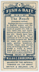 The roach (Leuciscus rutilus).