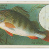 The perch (Perca fluviatilis).