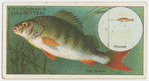 The perch (Perca fluviatilis).
