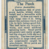 The perch (Perca fluviatilis).