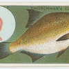 The common bream (Abramis brama).