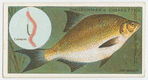 The common bream (Abramis brama).