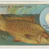The carp (Cyprinus carpio).