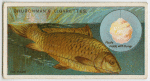 The carp (Cyprinus carpio).