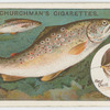 The brown trout (Salmo fario).