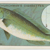 The wrasse (Labrus).