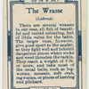 The wrasse (Labrus).