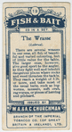 The wrasse (Labrus).