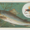 The grayling (Salmo thymallus).
