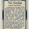 The grayling (Salmo thymallus).