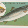 The bull trout (Salmo eriox).