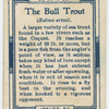 The bull trout (Salmo eriox).