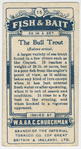 The bull trout (Salmo eriox).