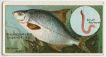 The silver bream (Abramis blicca).