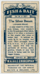 The silver bream (Abramis blicca).