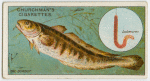 The burbot (Lota vulgaris).