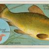 The tench (Tinca vulgaris).