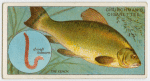 The tench (Tinca vulgaris).