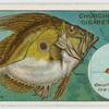 The john dory (Zeus faber).