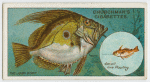 The john dory (Zeus faber).