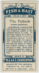 The pollack (Godus pollachius).