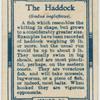 The haddock (Gadus aeglefinus).