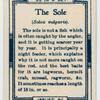 The sole (Solea vulgaris).