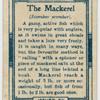 The mackerel (Scomber scomber).