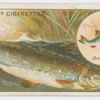 The pike (Esox lucius).