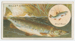 The pike (Esox lucius).