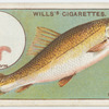 The barbel (Barbus valgaris).