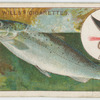 The sea trout (Salmo trutta).